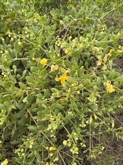 Roepera foetida (Roepera foetida)