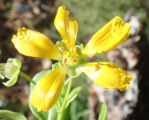 Roepera foetida (Roepera foetida)