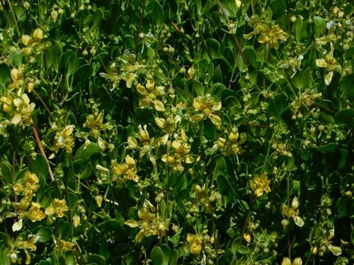 Roepera foetida (Roepera foetida)