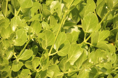 Roepera foetida (Roepera foetida)