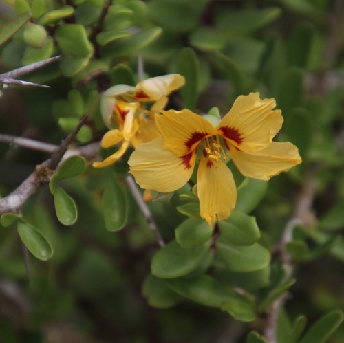Roepera foetida (Roepera foetida)