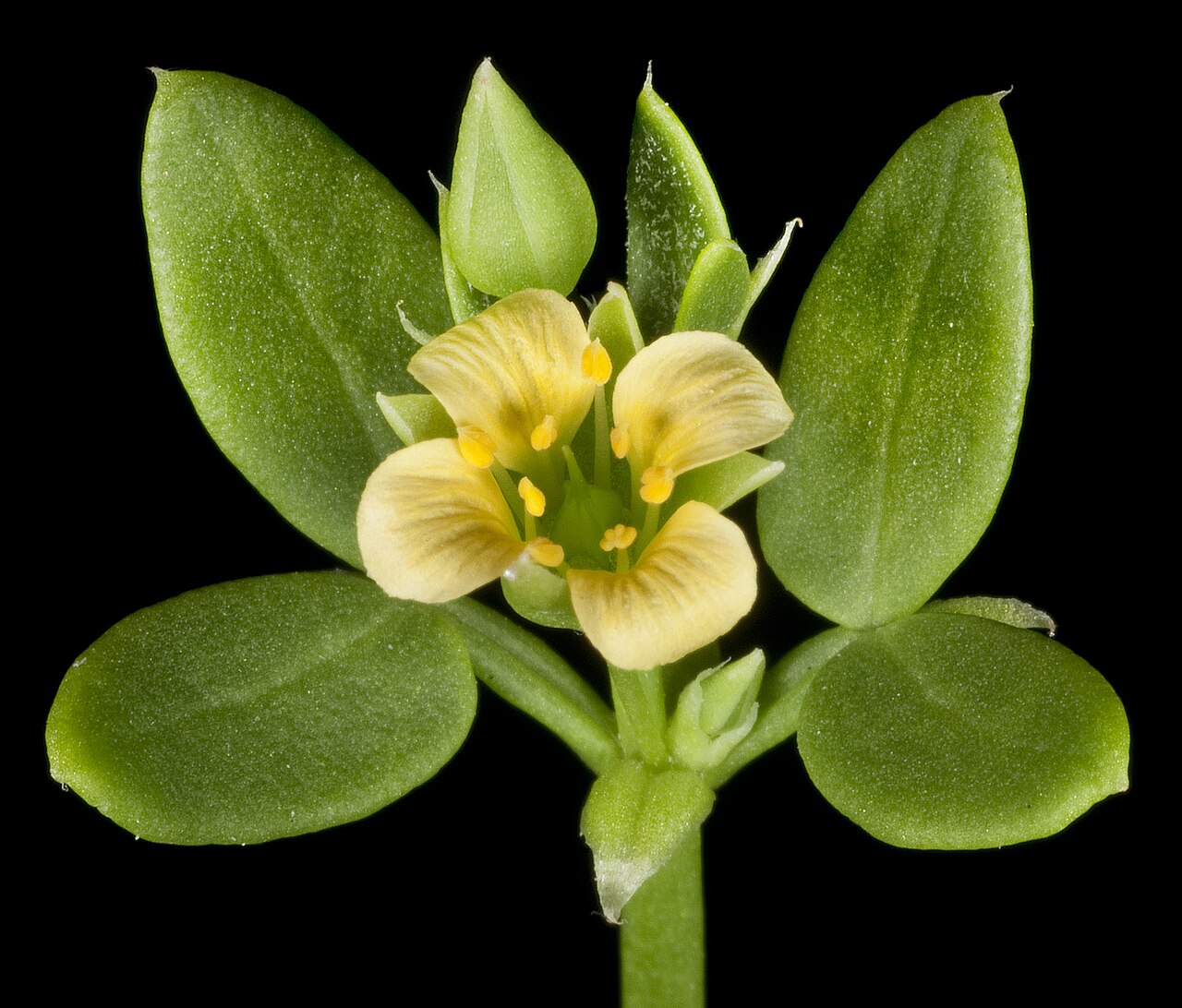 Roepera fruticulosa: KRT4638