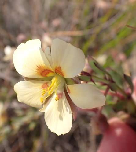 Roepera fulva (Roepera fulva)