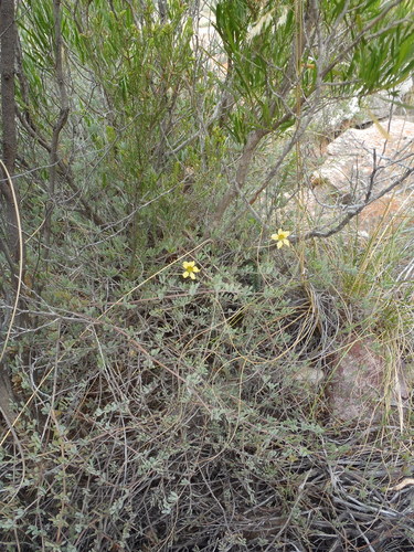 Roepera fulva (Roepera fulva)