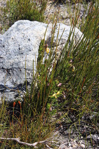 Roepera fulva (Roepera fulva)