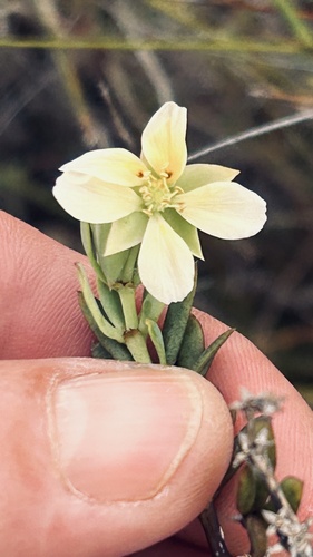 Roepera fulva (Roepera fulva)
