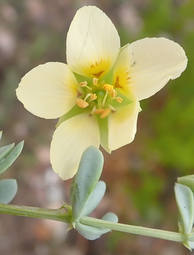 Roepera fulva (Roepera fulva)