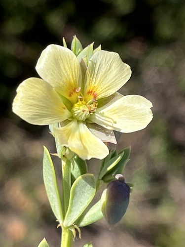 Roepera fulva (Roepera fulva)