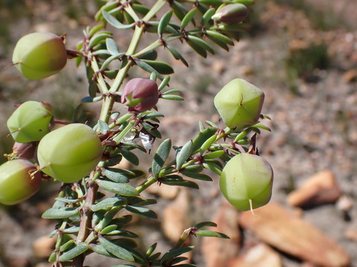 Roepera fulva (Roepera fulva)