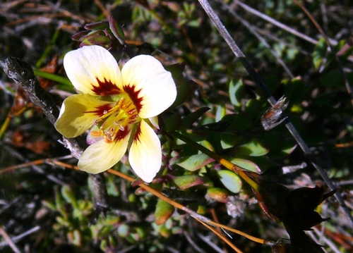 Roepera fulva (Roepera fulva)