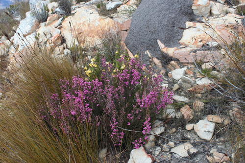 Roepera fulva (Roepera fulva)