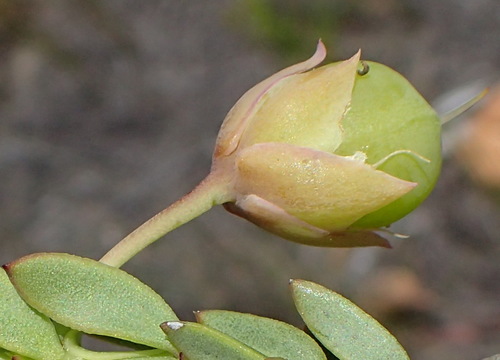 Roepera fulva (Roepera fulva)