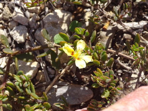 Roepera fulva (Roepera fulva)