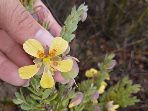 Roepera fulva (Roepera fulva)