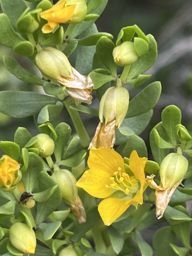 Roepera fuscata (Roepera fuscata)