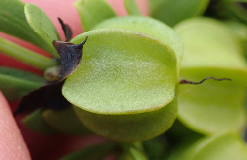Roepera fuscata (Roepera fuscata)