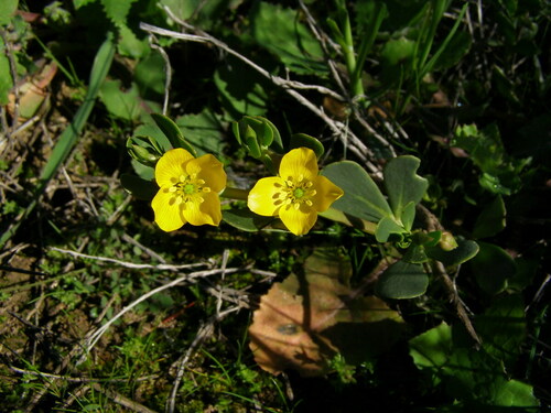 Roepera glauca (Roepera glauca)