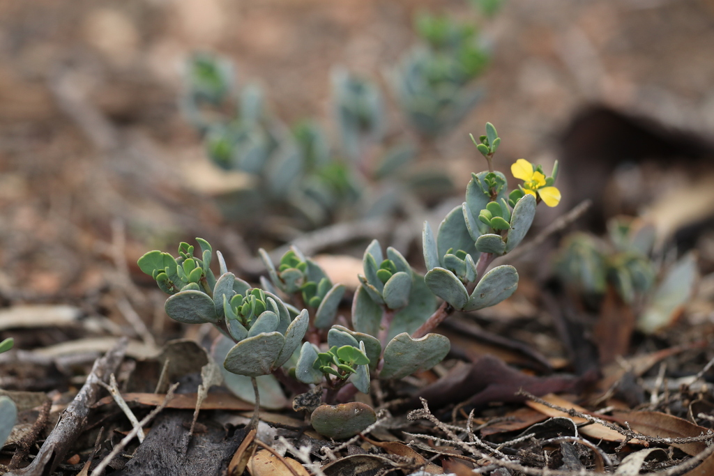 Roepera glauca (Roepera glauca)