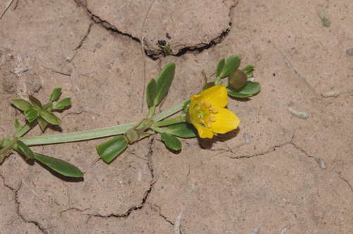 Roepera glauca (Roepera glauca)