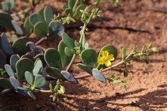 Roepera glauca (Roepera glauca)