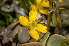Roepera glauca (Roepera glauca)