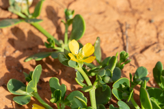 Roepera glauca (Roepera glauca)