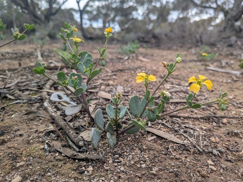 Roepera glauca (Roepera glauca)