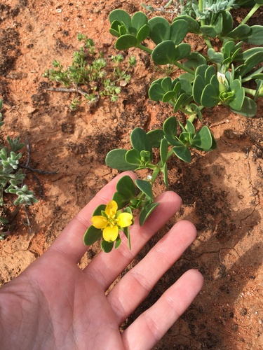 Roepera glauca (Roepera glauca)