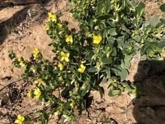 Roepera glauca (Roepera glauca)
