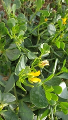 Roepera glauca (Roepera glauca)