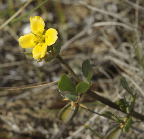 Roepera glauca (Roepera glauca)