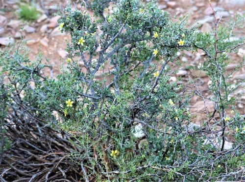 Roepera lichtensteiniana (Roepera lichtensteiniana)