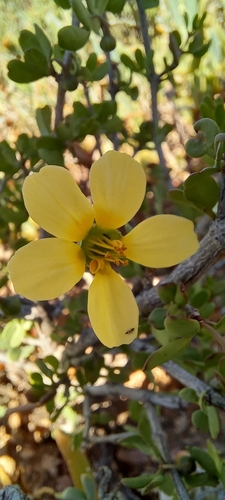 Roepera lichtensteiniana (Roepera lichtensteiniana)