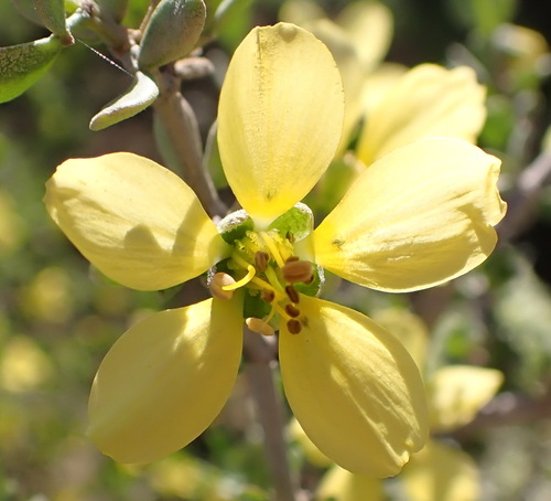 Roepera lichtensteiniana (Roepera lichtensteiniana)