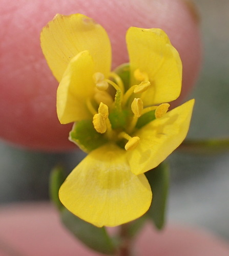 Roepera lichtensteiniana (Roepera lichtensteiniana)
