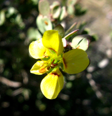 Roepera lichtensteiniana (Roepera lichtensteiniana)