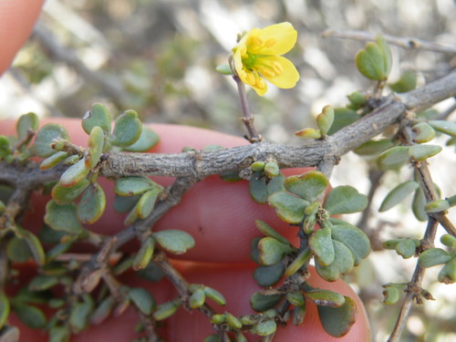 Roepera lichtensteiniana (Roepera lichtensteiniana)
