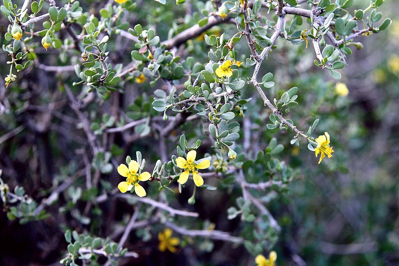Roepera lichtensteiniana: South Africa. Karoo National Park.