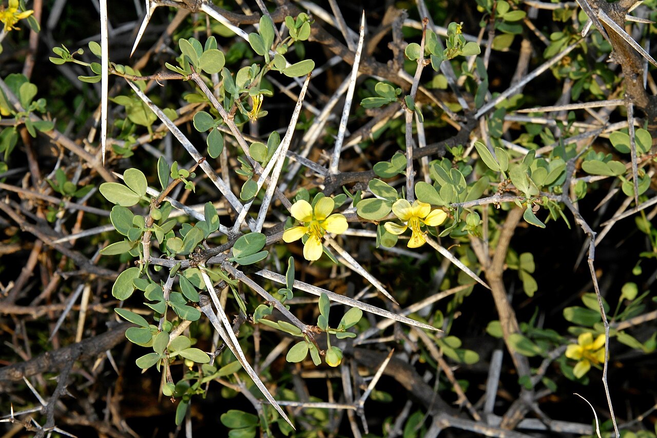 Roepera lichtensteiniana: South Africa, Karoo National Park.