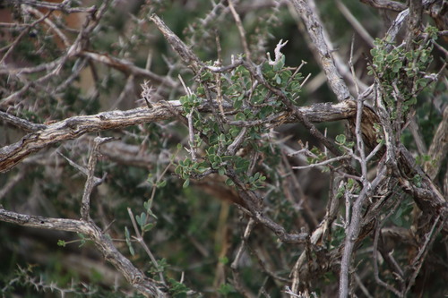 Roepera lichtensteiniana (Roepera lichtensteiniana)