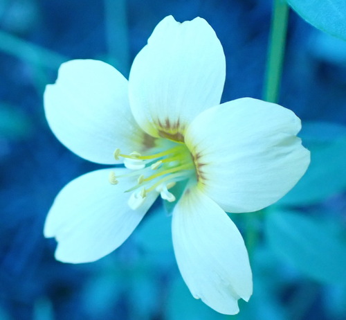 Roepera lichtensteiniana (Roepera lichtensteiniana)