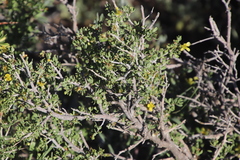 Roepera lichtensteiniana (Roepera lichtensteiniana)