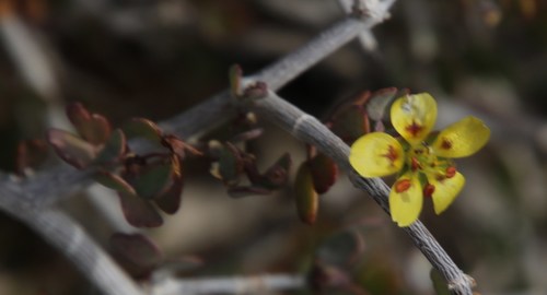 Roepera lichtensteiniana (Roepera lichtensteiniana)