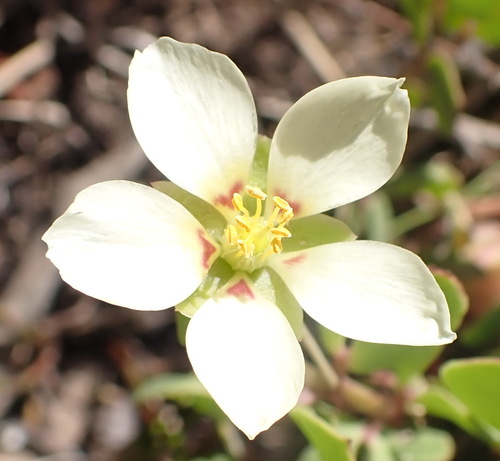 Roepera maritima (Roepera maritima)