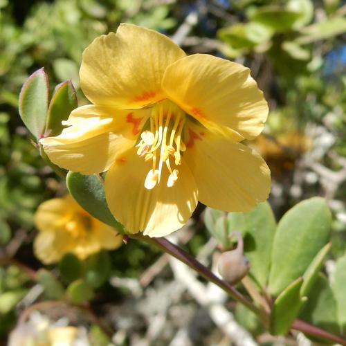Roepera maritima (Roepera maritima)