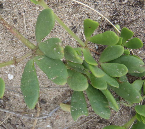 Roepera maritima (Roepera maritima)