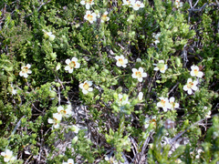 Roepera maritima (Roepera maritima)