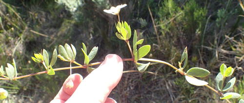 Roepera maritima (Roepera maritima)