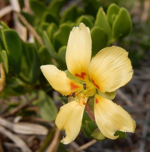 Roepera maritima (Roepera maritima)