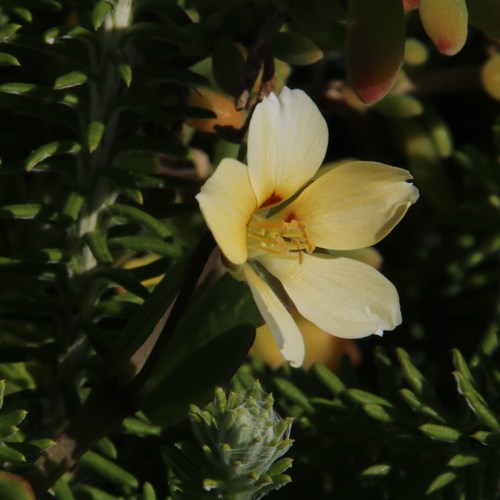 Roepera maritima (Roepera maritima)